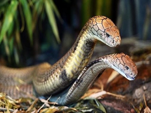 Mơ thấy 2 con rắn có điềm báo gì – Con số may mắn của giấc mơ thấy 2 con rắn