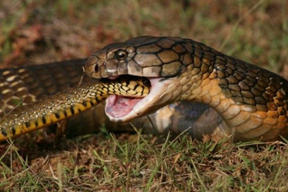 Giải mã giấc mơ thấy rắn – Nằm mơ thấy rắn đánh xổ số con gì