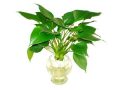 Cây cảnh hợp mệnh Thủy rước tài lộc vào nhà