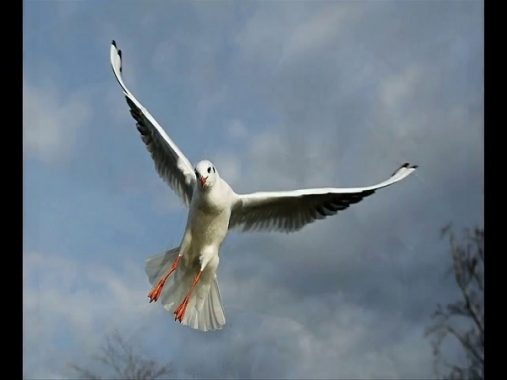 Chim bay vào nhà mang đến cho bạn những điềm báo gì?