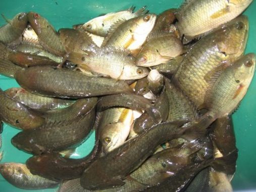 Chiêm bao thấy cá rô đồng điềm báo gì và đánh con số nào