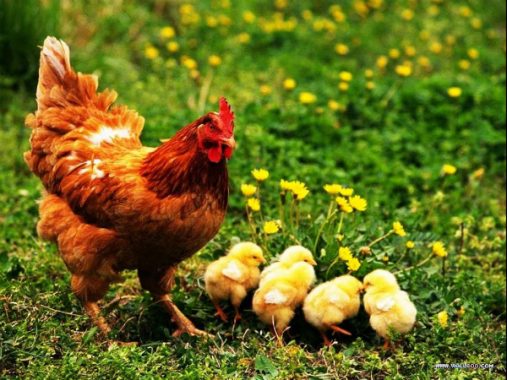 Nằm mơ thấy gà là điềm tốt hay điềm xấu, có ý nghĩa gì