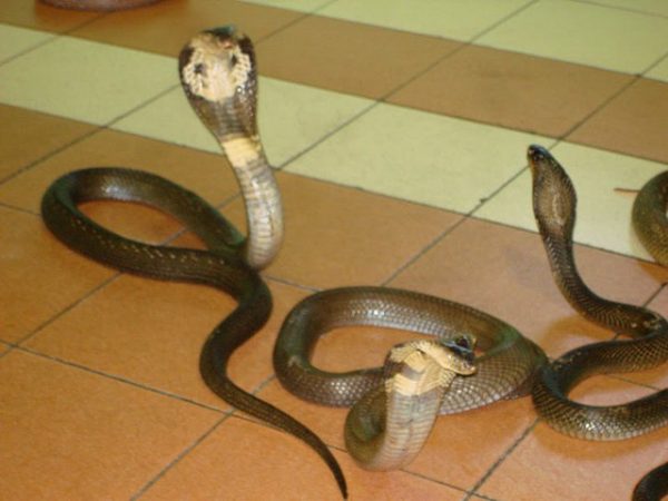 rắn bò vào nhà có điềm báo xấu hay tốt?