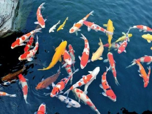 Mơ thấy cá koi là điềm báo gì?
