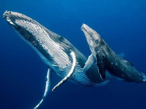 Ngủ mơ thấy cá voi đánh con gì? Ý nghĩa điềm báo giấc mộng