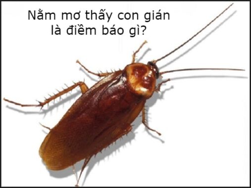Con gián số mấy? Giải mã giấc mơ thấy con gián hên hay xui?