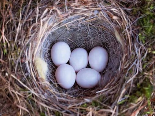 Mơ thấy trứng chim là điềm gì? Đánh số mấy phát tài?