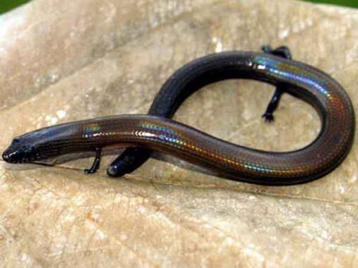 Nằm mơ thấy rắn mối đánh con gì số mấy – Ý nghĩa giấc mơ