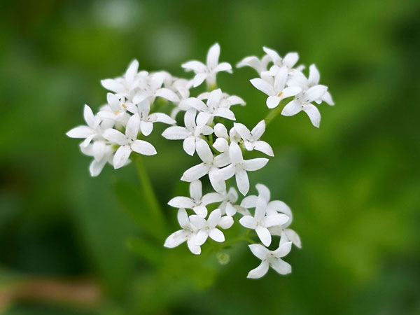 Mơ thấy hoa màu trắng may hay rủi đánh con gì xác suất về cao nhất?