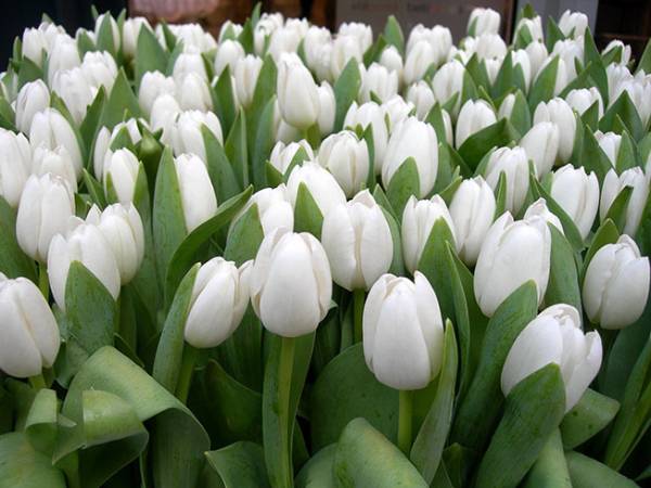Giải mã ý nghĩa giấc mơ thấy hoa tulip 