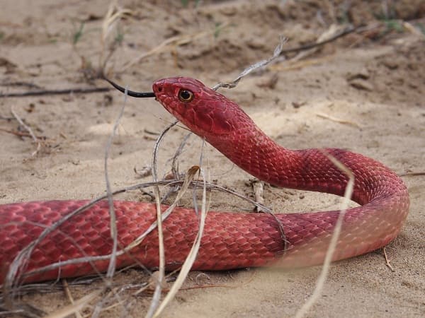 Mơ thấy rắn màu đỏ tốt hay xấu đánh con gì không thể bỏ qua?