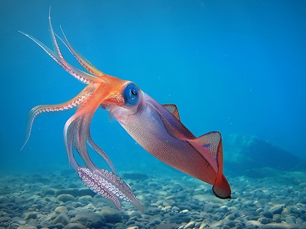 Ngủ mơ thấy con mực có phải điềm xui xẻo?