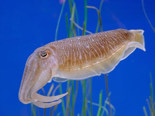 Ngủ mơ thấy con mực có phải điềm xui xẻo?