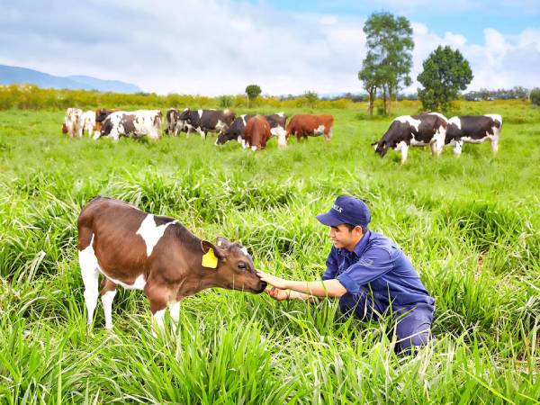 Phân tích ý nghĩa giấc mơ thấy đàn bò là điềm lành hay dữ?