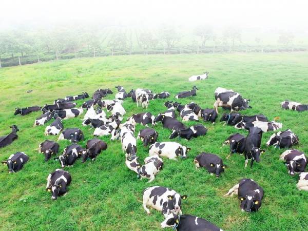 Nằm mơ thấy đàn bò là điềm gì, con số gì may mắn tài lộc?