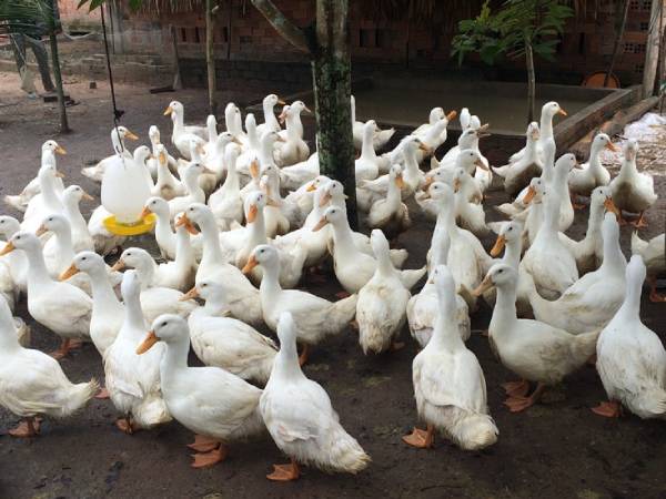 Chiêm bao thấy đàn vịt bầu