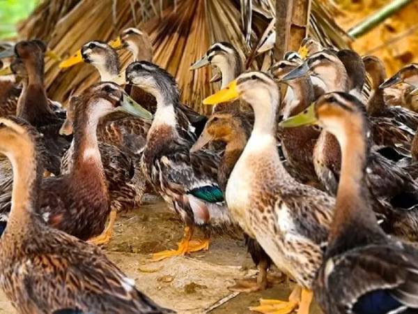 Nằm mơ thấy đàn vịt có ý nghĩa gì, con số gì lộc lá?