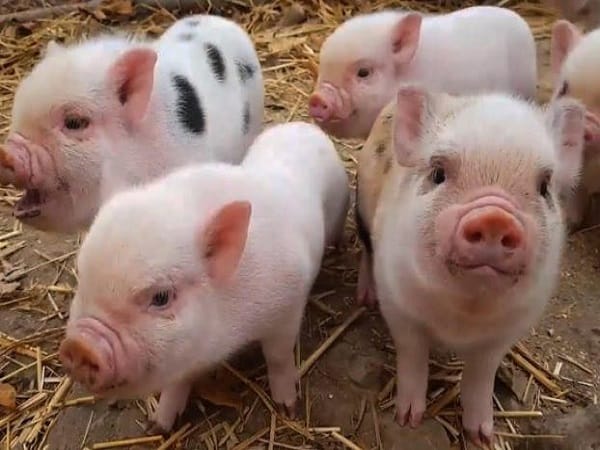 Luận giải ý nghĩa giấc mơ thấy đàn lợn con và con số lộc